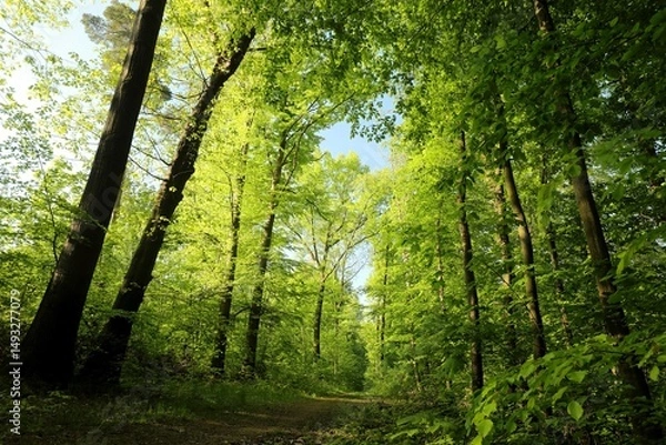 Fototapeta Forest path among beech trees on a sunny spring morning, Poland