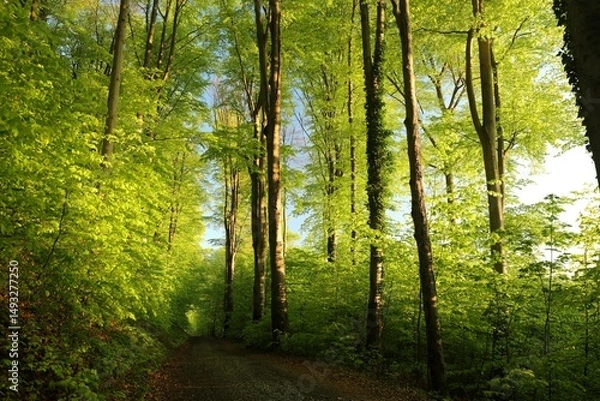 Fototapeta Trail through spring forest among beech trees during sunrise, Poland