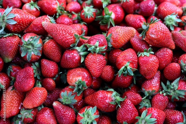 Fototapeta Closeup of fresh organic strawberry (Fragaria x ananassa) freshly picked from the field.  Strawberry fruit background.