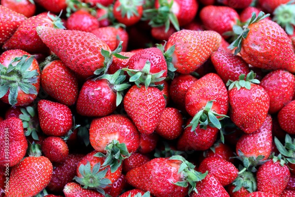 Fototapeta Closeup of fresh organic strawberry (Fragaria x ananassa) freshly picked from the field.  Strawberry fruit background.