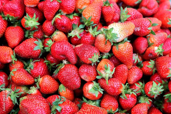 Fototapeta Closeup of fresh organic strawberry (Fragaria x ananassa) freshly picked from the field.  Strawberry fruit background.
