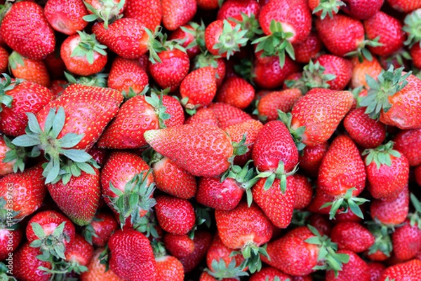 Fototapeta Closeup of fresh organic strawberry (Fragaria x ananassa) freshly picked from the field.  Strawberry fruit background.