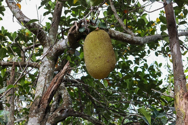 Fototapeta A large, ripe jackfruit is hanging from a tree.