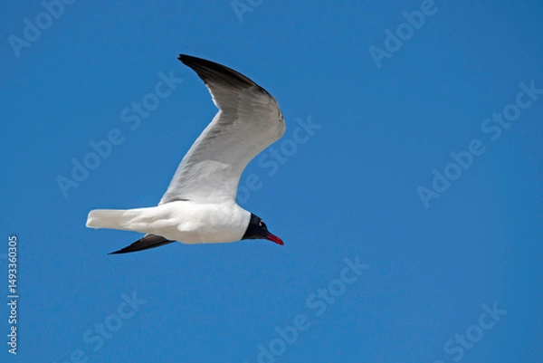 Fototapeta Laughing Gull in flight, showing underside of wing, with blue sky in background, copy space.