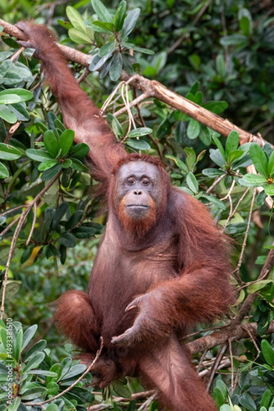 Obraz Begging orang utan