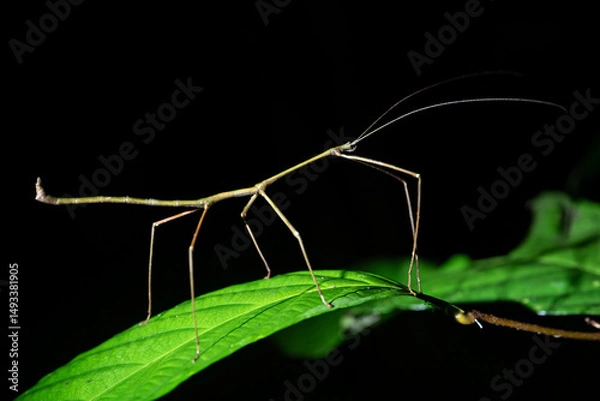 Obraz Stick insect on a leaf