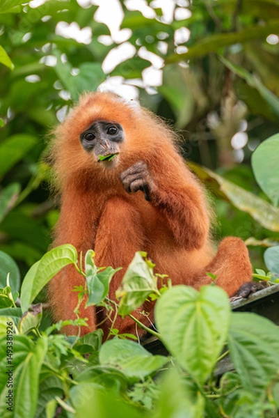 Obraz Red leaf monkey eating a leaf