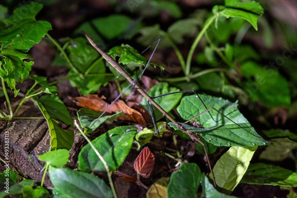 Obraz Stick insect hiding in the rainforest