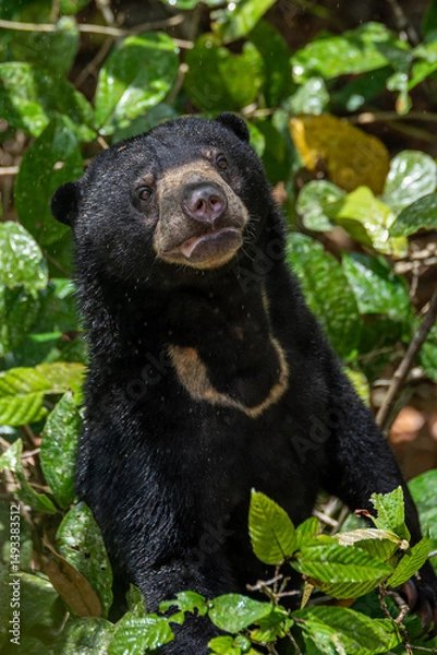 Fototapeta Sun bear