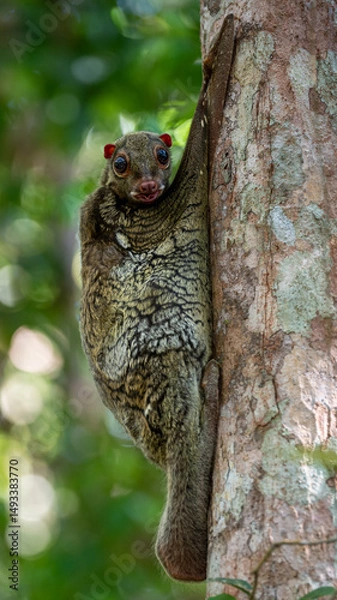 Obraz Colugo clinging to tree