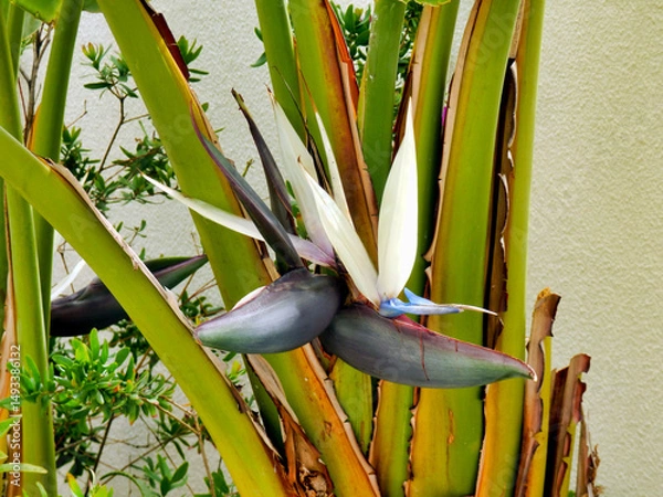Fototapeta Strelitzia Nicolai aka White or Giant Bird of Paradise Plant or Wild Banana
