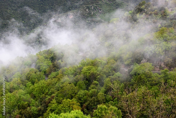 Fototapeta nuages foret