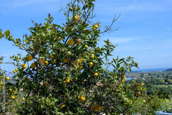 Fototapeta citronier