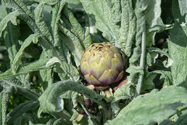 Fototapeta artichaut