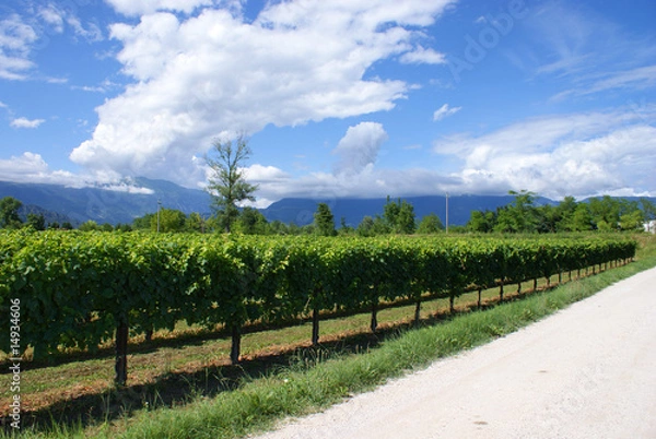 Obraz campagna veneta, vigna e strada bianca