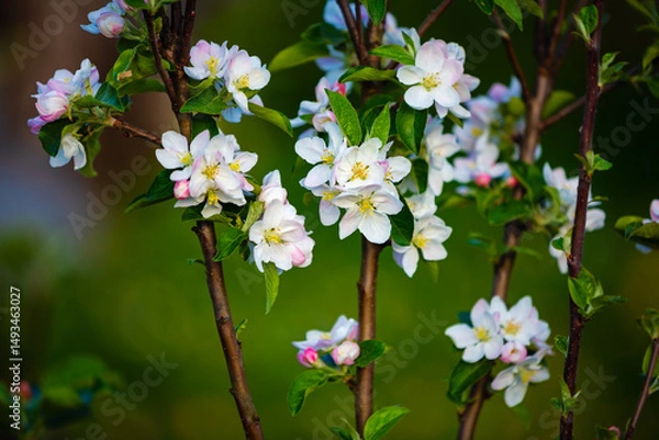 Fototapeta Apple blossom in spring. Selective focus.