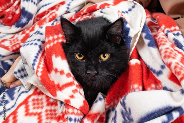 Fototapeta Portrait of a young black cat peeking out from under a blanket.