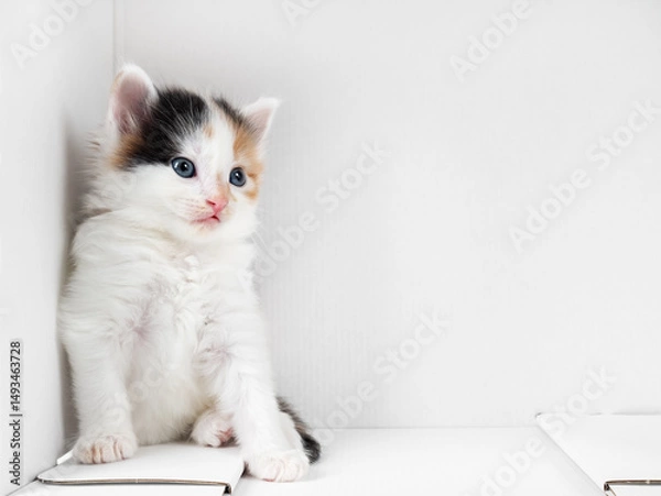 Fototapeta Tortoiseshell kitten sits in the corner of a white cardboard box. Copy space for text.