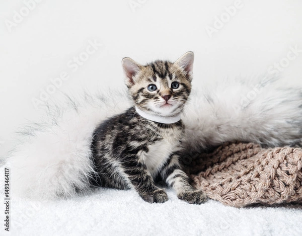 Fototapeta Cute tabby kitten and fur blanket. Selective focus.