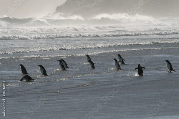 Obraz Penguins in Surf