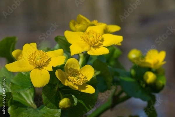 Obraz Knieć błotna