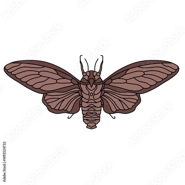 Obraz butterfly on white background