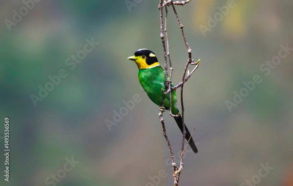 Fototapeta Long-tailed broadbill