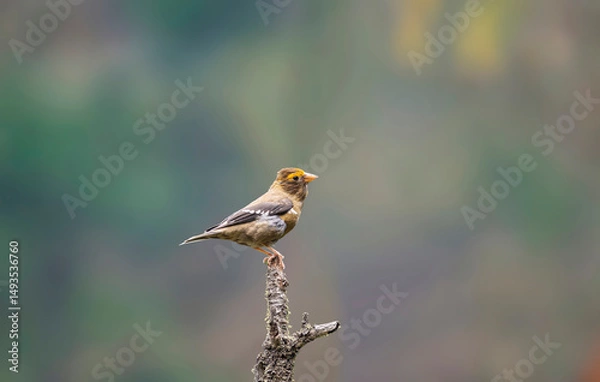 Fototapeta Spectacled finch