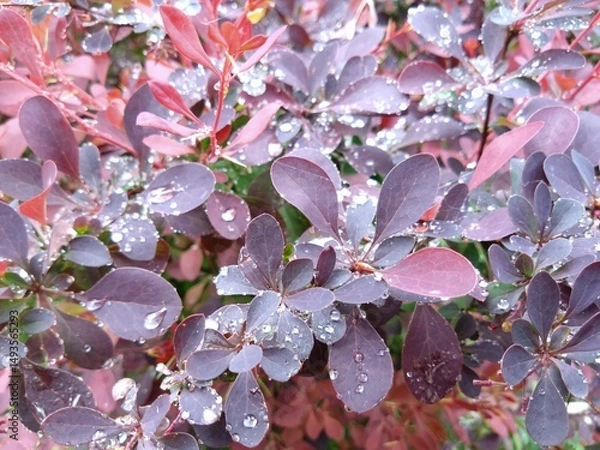 Obraz dew on the bush