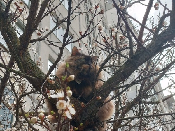 Obraz cat in the tree