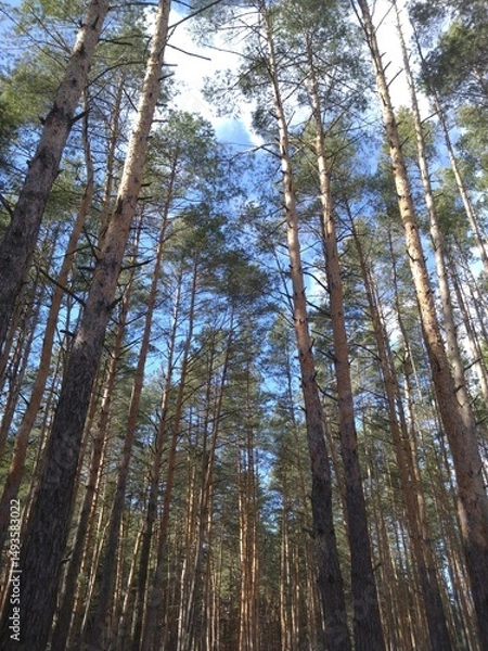 Obraz pine trees in the forest