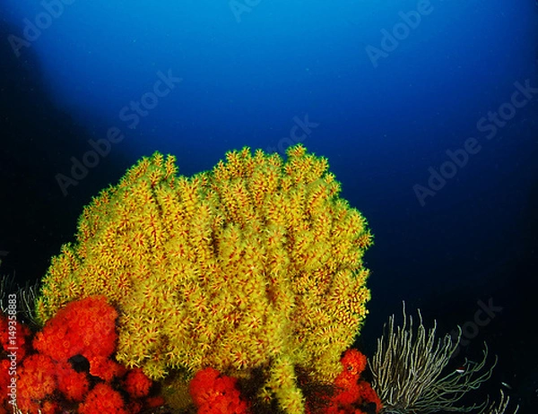Obraz coral