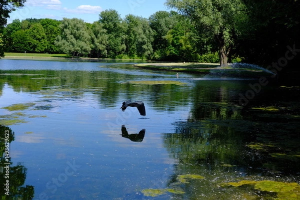 Obraz Graceful Flight Over the Lake