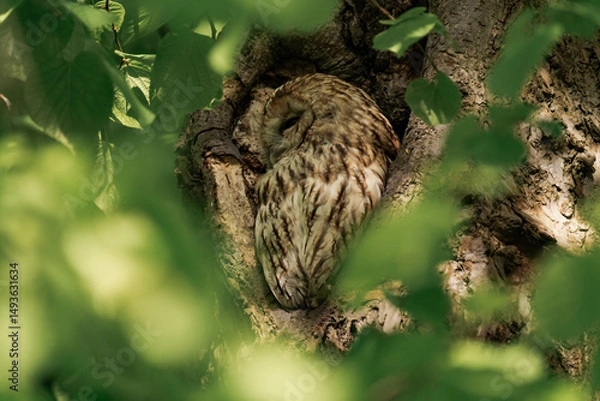 Fototapeta Tawny owl sleeping in a forest during daytime.