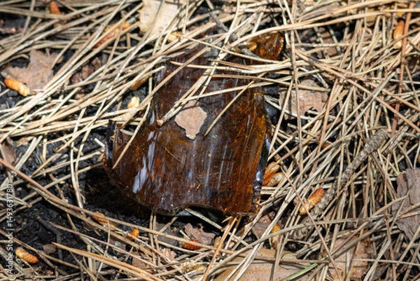 Obraz Broken glass bottle polluting pine needles forest floor