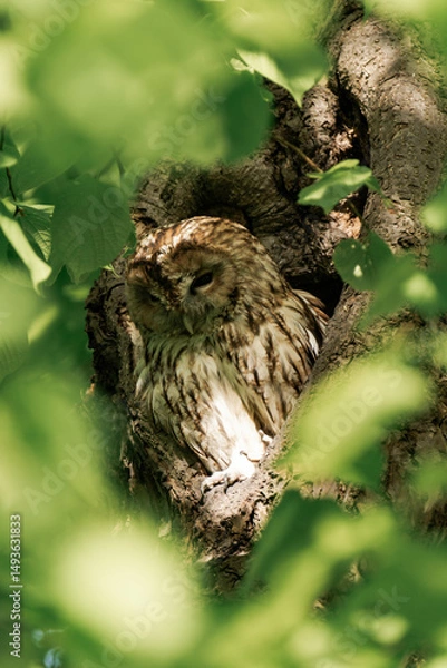 Fototapeta Tawny owl sleeping in a forest during daytime.