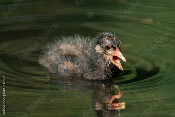 Fototapeta Common coot chick in a lake.