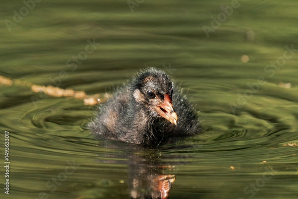 Fototapeta Common coot chick in a lake.