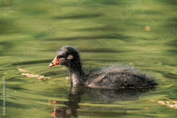 Fototapeta Common coot chick in a lake.