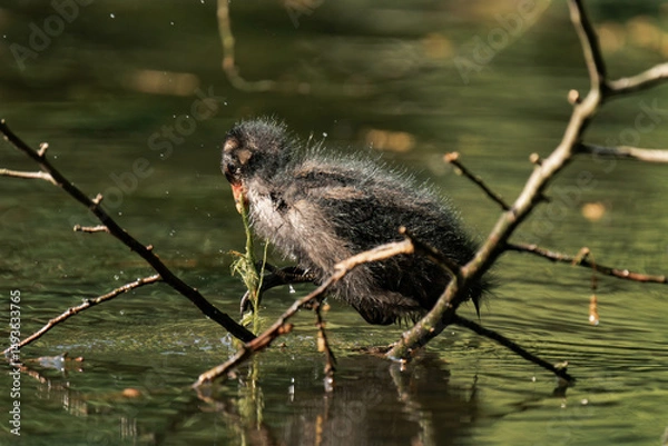 Fototapeta Common coot chick in a lake.