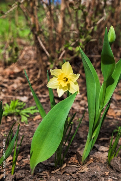 Fototapeta Blooming yellow daffodils buds in early spring grow in the garden. It's the time of awakening dawn. 
