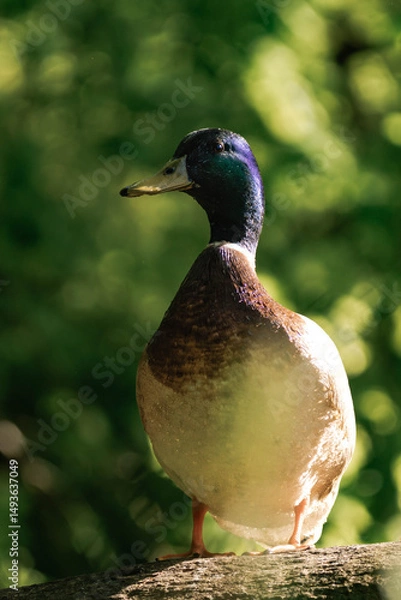 Fototapeta Male mallard duck standing on a tree in the sunlight.