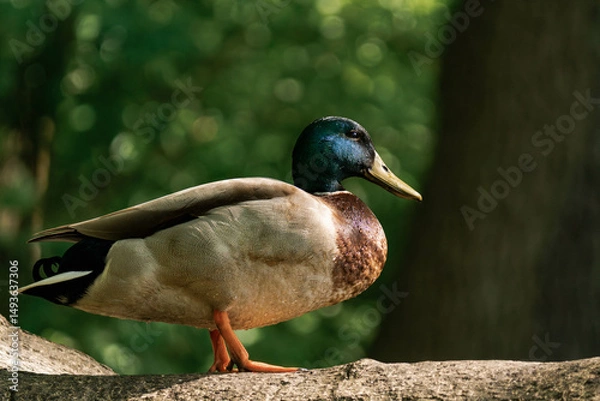 Fototapeta Male mallard duck standing on a tree in the sunlight.