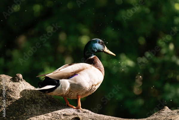 Fototapeta Male mallard duck standing on a tree in the sunlight.