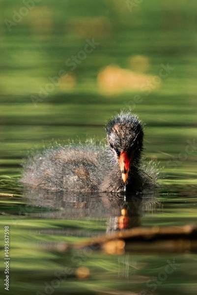 Fototapeta Common coot chick in a lake.
