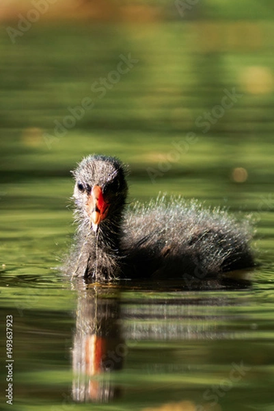Fototapeta Common coot chick in a lake.