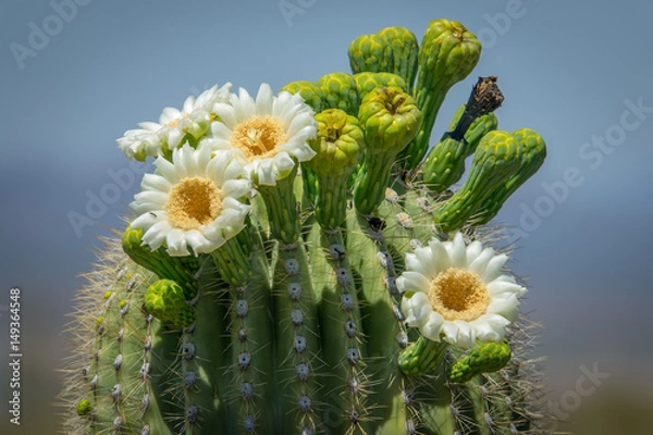 Fototapeta Saguaro Cactus Blooms 