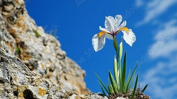 Obraz spring flowers in the mountains