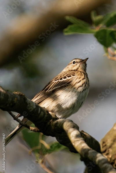 Fototapeta Tree pipit (Anthus trivialis) sitting on a tree branch in the sunlight.