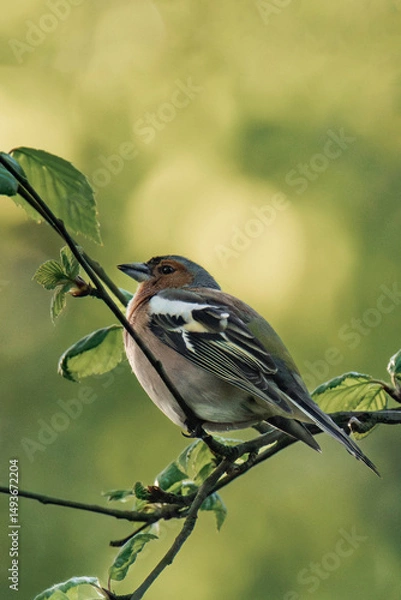 Fototapeta Male eurasian chaffinch, common chaffinch, or simply the chaffinch (Fringilla coelebs) sitting on a tree branch.	